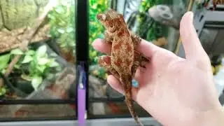 Gecko Room Tour