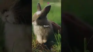 Hilarious Rabbit Antics  #familylove #facts #futureofamerica