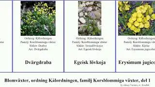 Blomv&auml;xter, ordning K&aring;lordningen, familj Korsblommiga v&auml;xter, del 1 angiosperms l&ouml;vkoja Erysimum