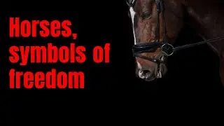 Horses Symbols Of Freedom