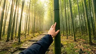 First Person POV Walk Through Enchanted Bamboo Forest Japan