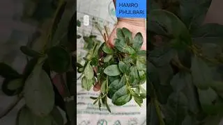 How To Grow Azalea Plants From Cuttings. #ytshorts #azalea