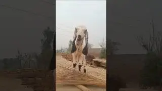 Cute Goat Video 🐐 | Funny & Adorable Goat Moments | Farm Animals