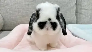 Как назвать своего кролика? 🐰