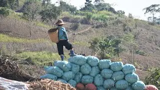 Harvest Cassava Day 9| 9 Months for planting Cassava 12/23/2020
