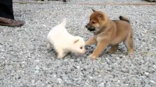 柴犬子犬白柴雌ID：1054　2011.02.24生まれ　2011.04.14撮影 柴犬.net