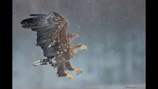 Polandwildlife Eagle Photo Workshop 10 years celebration