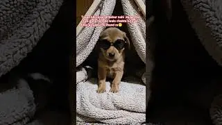 #dogesh bhai #dogs #doglife #childdog #funny #sheetlahar #haryanvi #memes #children #childhood