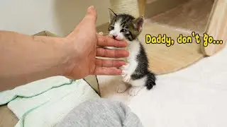 The Rescued Kitten Thinks of Me As a Father!