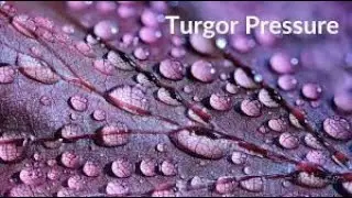 What is Turgor pressure in plants.#scientia techne#episteme