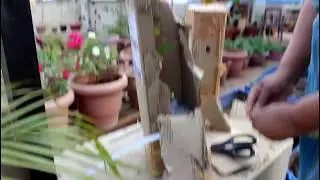 My online Plant Purchase and Unboxing @ Nurserylive.com