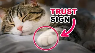 If Your Cat Sleeps On Your Chest, It Means THIS (Not Just Warmth)