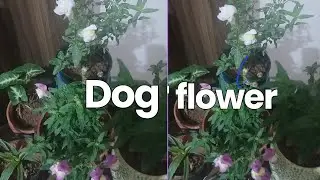 Dog flower is a beautiful small plant that grows in a pot. Take care of it 🌵🌿🌱✨️