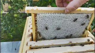 13. Семья которая вышла из зимовки на одной полурамке   Часть вторая.