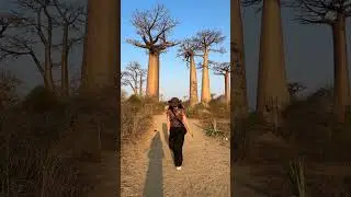 Pohon Ajaib dari Afrika