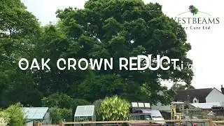Oak Crown Reduction Bashley