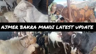 Ajmer bakra mandi latest update || 27/12/2025 latest update|| #Ajmer #bakra #mandi #explore #vlog 