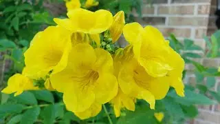 Esperanza Gold Star-Tecoma Stans- Tronadora, Yellow Bells, yellow trumpet, yellow alder