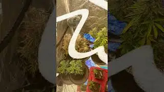 Setup check! #grow #plant #setup