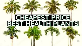 PLANTS HEALTHY GREEN FOREVER | BIGGEST PLANT NURSERY FOR BUILDERS | Horticulture | Tissue Culture