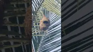 🐦 bird Nest cleaning process