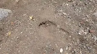 Bigfoot track in Sedona