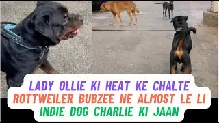 Rottweiler Bubzee Or Indie Dog Charlie Ki Huyi Ladaayi: Olla ki Heat Ke Chakkar Mein Aaj Jati Jaan