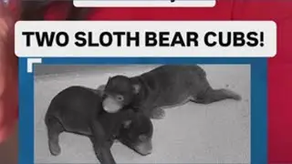 New baby sloth bears at the Zoo
