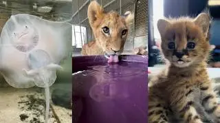 Miracles of Kindness#lovestory #animals #wildliferescue #rescue #love #cute #pets #funny