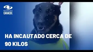 Graco, el perro que se volvi&oacute; amenaza para narcos en aeropuerto El Dorado