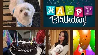 Snoopy's Birthday Celebration! | Pet's Birthday | Pet Bath Time | Cake Cutting