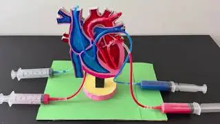 How to Make a Heart Pumping Model with cardboard and syringes | School Project | #humanheartmodel