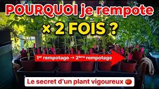 Pourquoi faire un double rempotage des tomates?