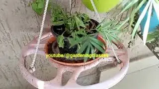 difference between areca PALM and BAMBOO palm एरिका पाम और बम्बू पाम में क्या फ़र्क है areca palm