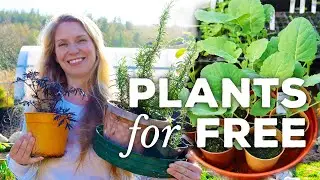 5 Ways to Get Plants for Free (fill your garden on a budget)