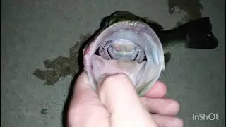 Fall Bass Fishing At Night With A Swimjig