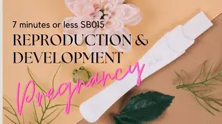 REPRODUCTION N DEVELOPMENT hormone during pregnancy SB015