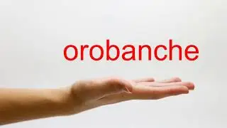 How to Pronounce orobanche - American English