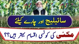 Corn Varieties for Silage or Fodder purpose || Crop Reformer