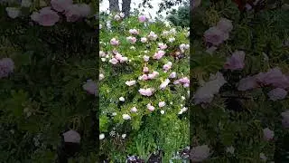 Bush rose after rain Кустовая роза после дождя #nature