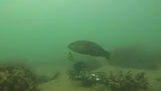 Moreton Bay marine species monitoring - Mud Island