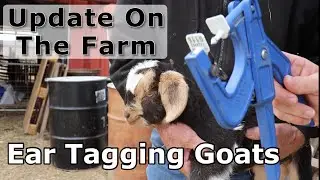 Update around the Farm | Tagging Baby Goats | How we tag & why | Kiko Meat Goats