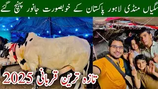 Live Soda Ho Gaya 😱 | Lahore Cow Mandi | Saggian  Mandi Lahore 2025, Qurbani 2025, Mr Phirtu