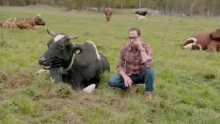 Finlandia Adventures: Sam The Cooking Guy Compliments The Cows of Finlandia