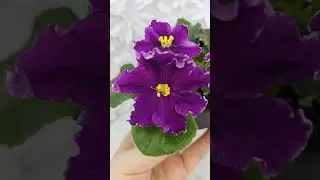 Фиалка NiK-Аристократ #flowers