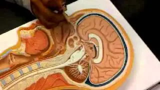 Brain Mid Sagittal Head Cut