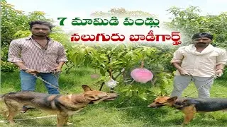Guards & Dogs Hired To Protect 7 Miyazaki Mangoes | Price Will Blow You Away | Madhya Pradesh