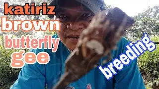 butterfly brown spider for breeding materials 5/ SPIDER BREED
