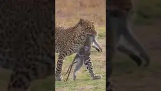 africanamazing&nbsp;#animalsofig&nbsp;#animalscience&nbsp;#wildliferehabilitation&nbsp;#animaleliAnimels #@short