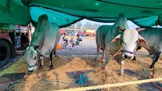 చిలకలూరిపేట సీనియర్స్ విభాగకి వచ్చిన జతలు